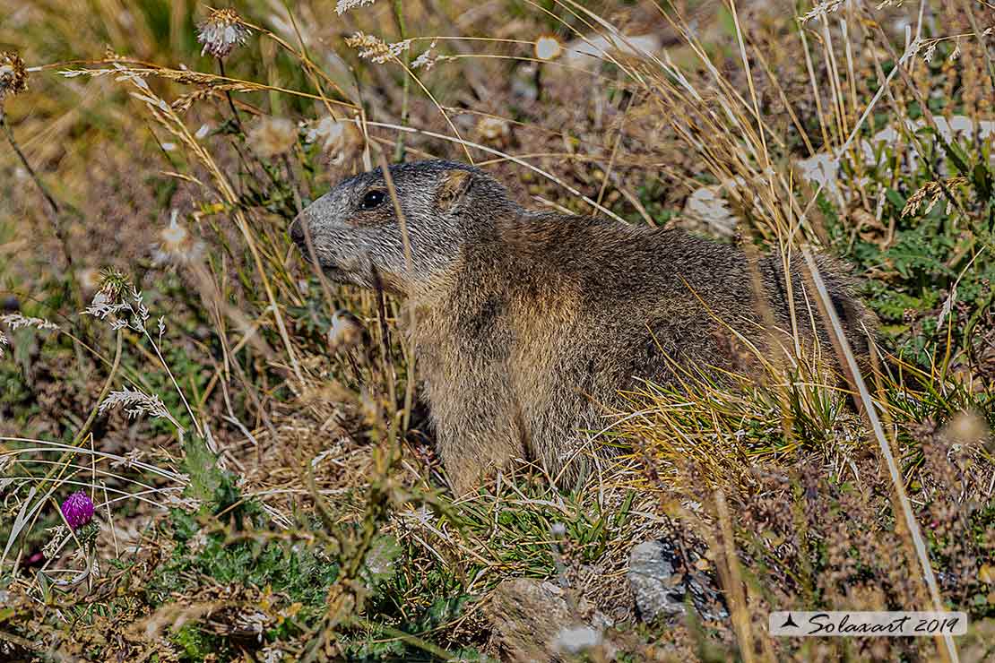 Marmota marmota - Marmotta - Alpine marmot