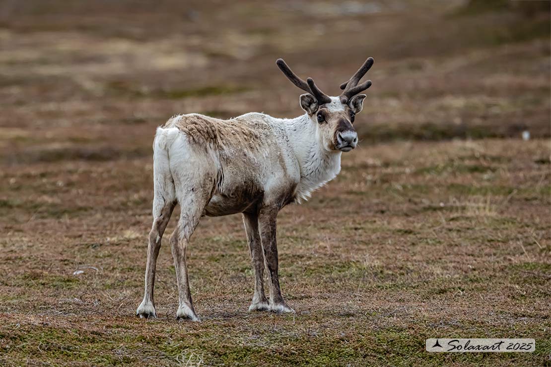 Rangifer tarandus - Renna - Reindeer