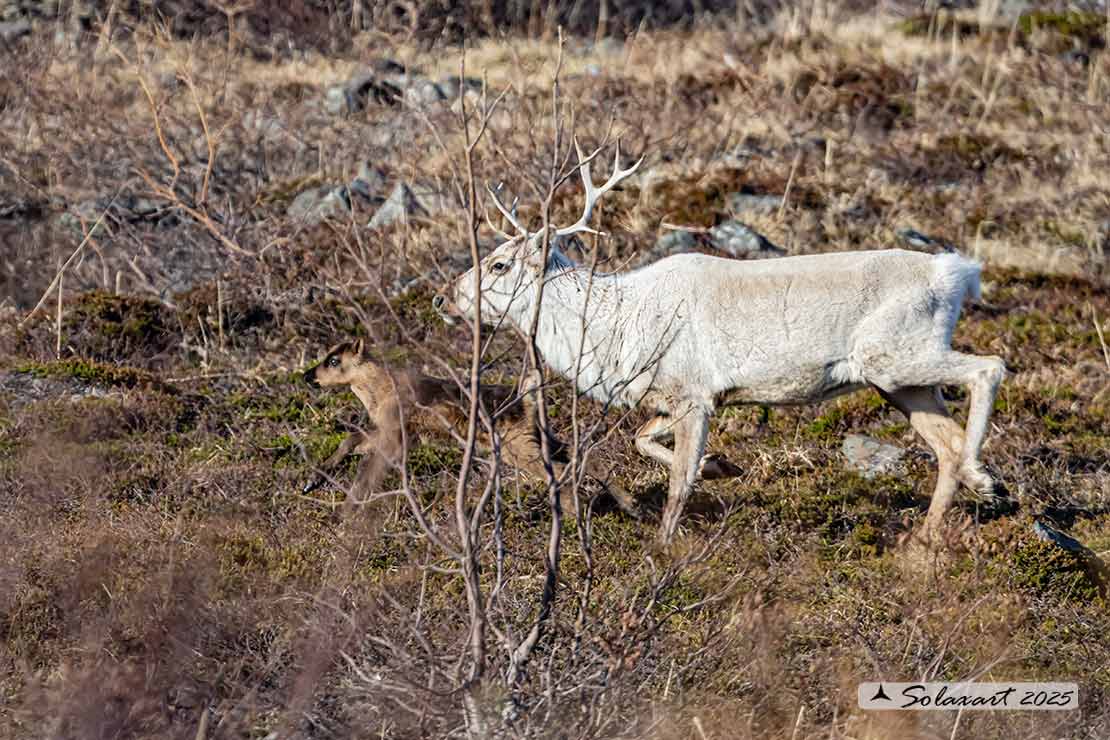 Rangifer tarandus - Renna - Reindeer