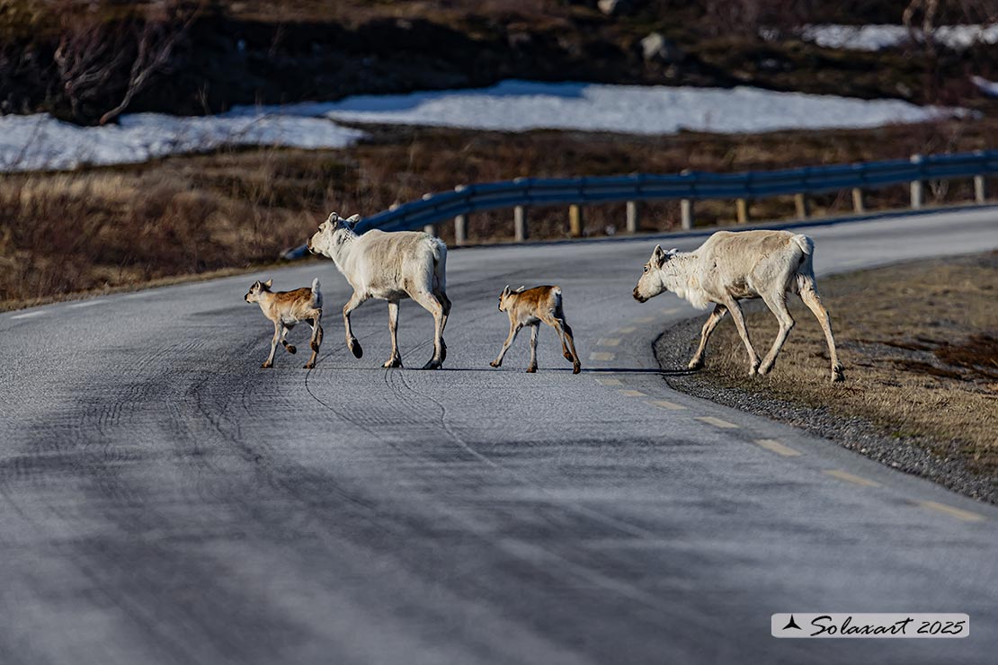 Rangifer tarandus - Renna - Reindeer