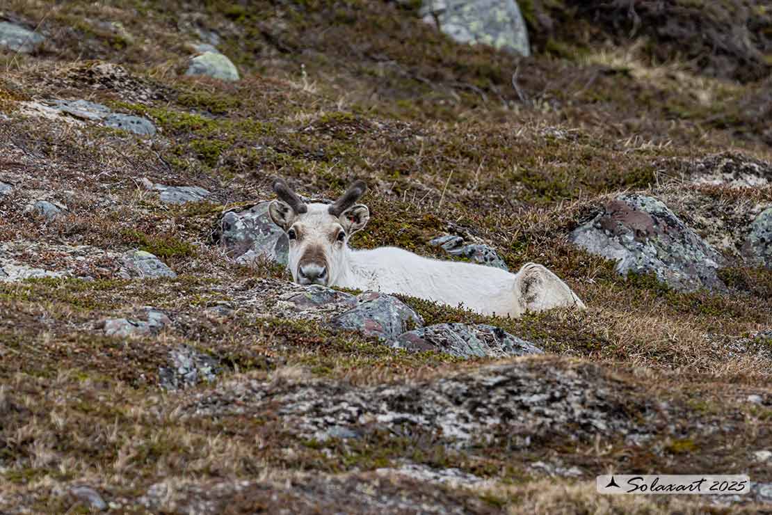 Rangifer tarandus - Renna - Reindeer