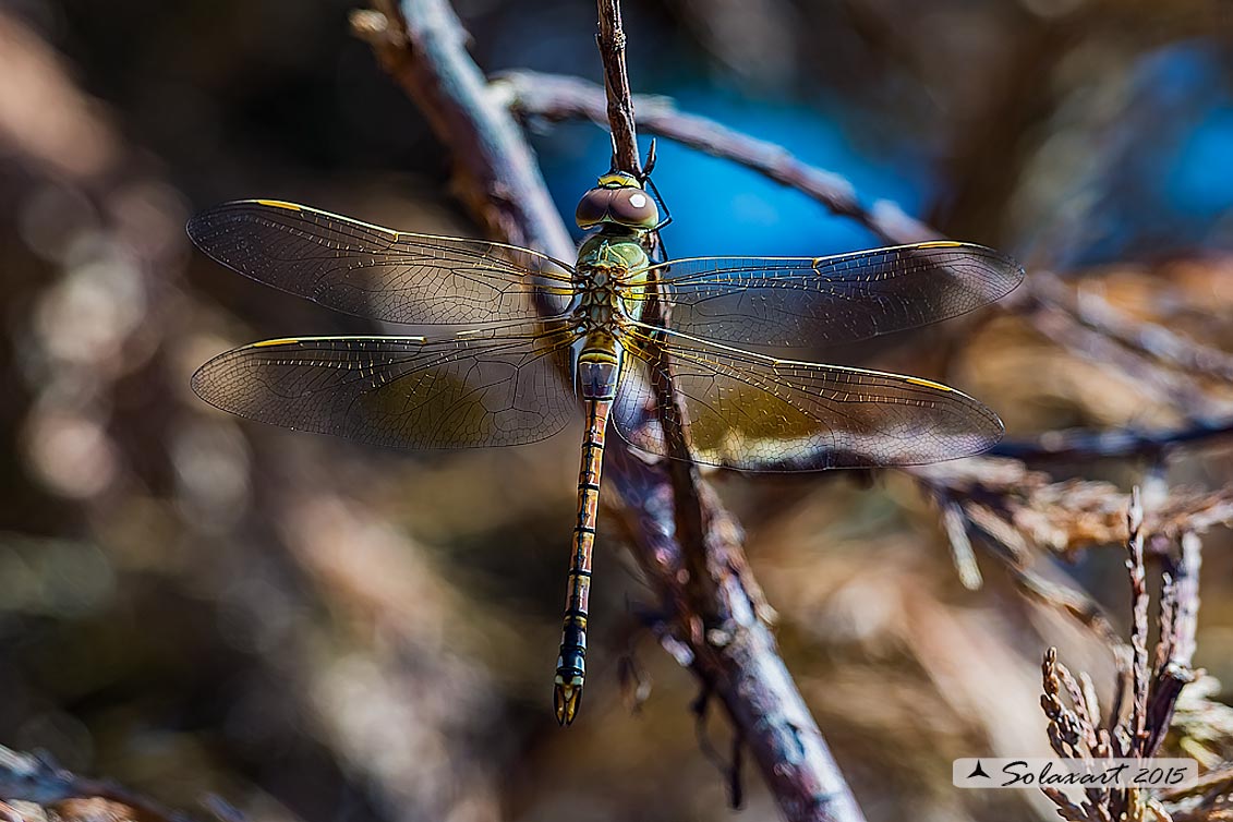 Hemianax ephippiger - Imperatore migrante - Vagrant Emperor