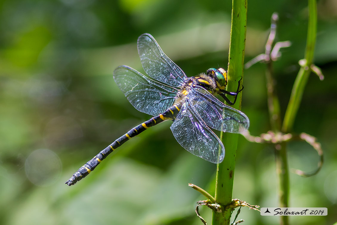 Cordulegaster boltonii (maschio)  -  Golden-ringed Dragonfly  (male)
