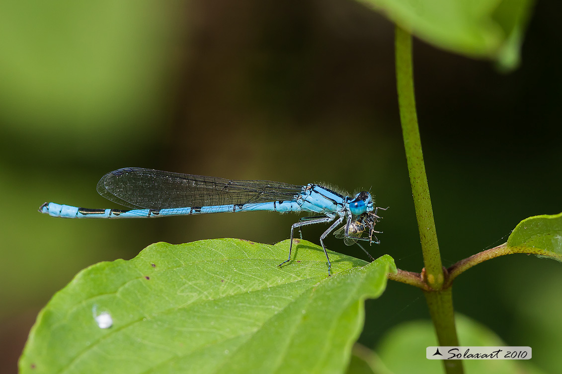 Enallagma cyathigerum (maschio); Common Blue Damselfly (male) - durante il pasto