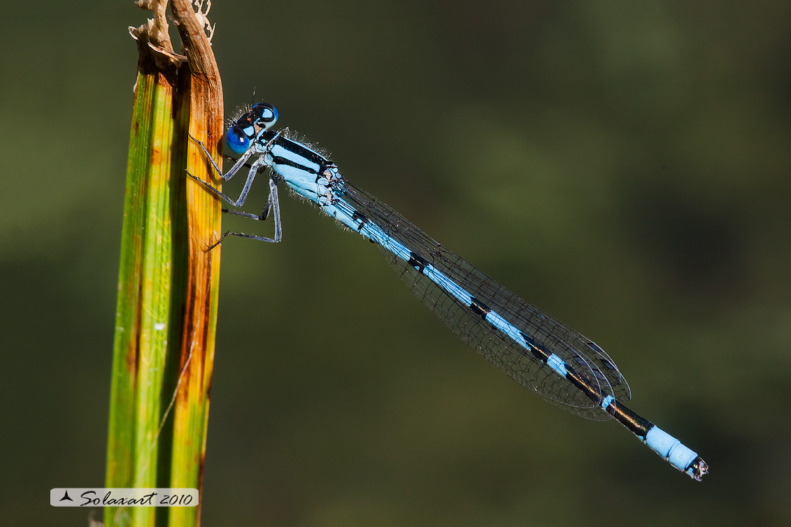 Enallagma cyathigerum (maschio); Common Blue Damselfly (male)