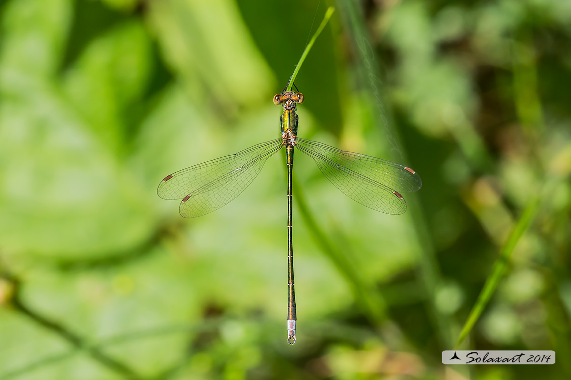 Lestes virens  - Small Emerald Damselfly or Small Spreadwing