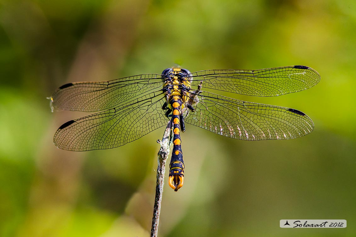 Onychogomphus uncatus   (maschio) - Large Pincertail or 'Blue-eyed Hook-tailed Dragonfly' (male)