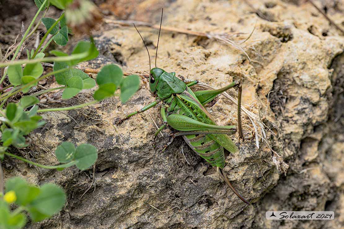 Decticus verrucivorus - femmina