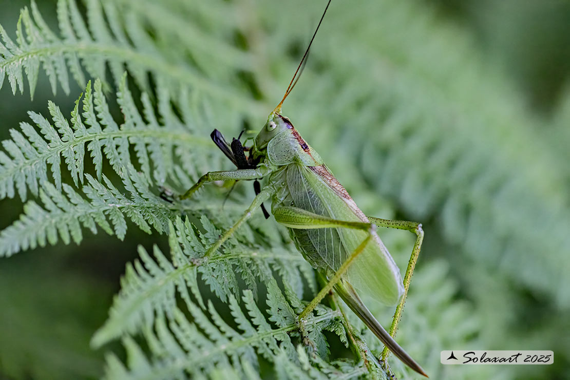 Tettigonia viridissima