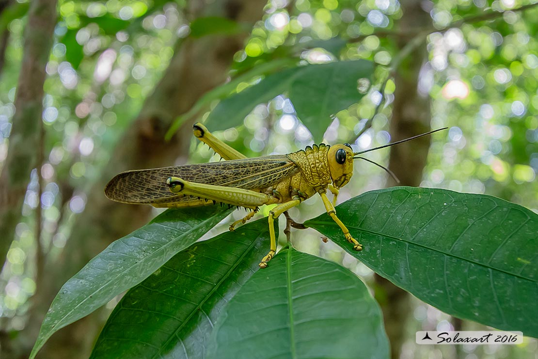 Tropidacris collaris :  Common Giant grasshopper 