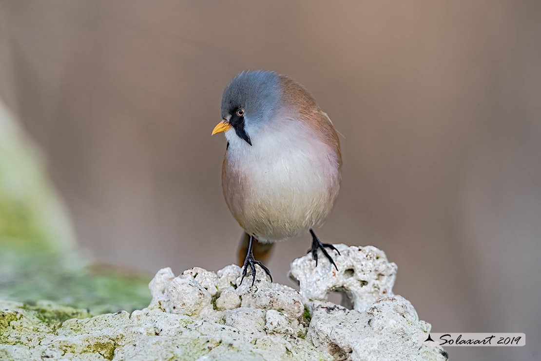 Panurus biarmicus; Basettino; Bearded reedling