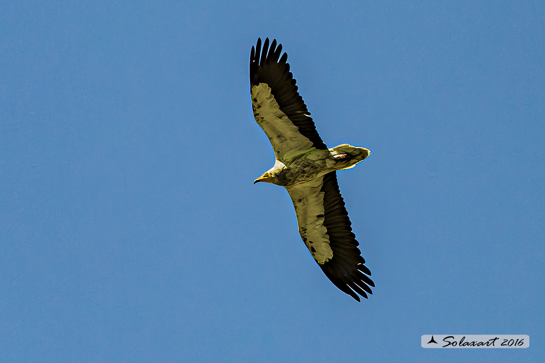 Neophron percnopterus : Capovaccaio ; Egyptian vulture