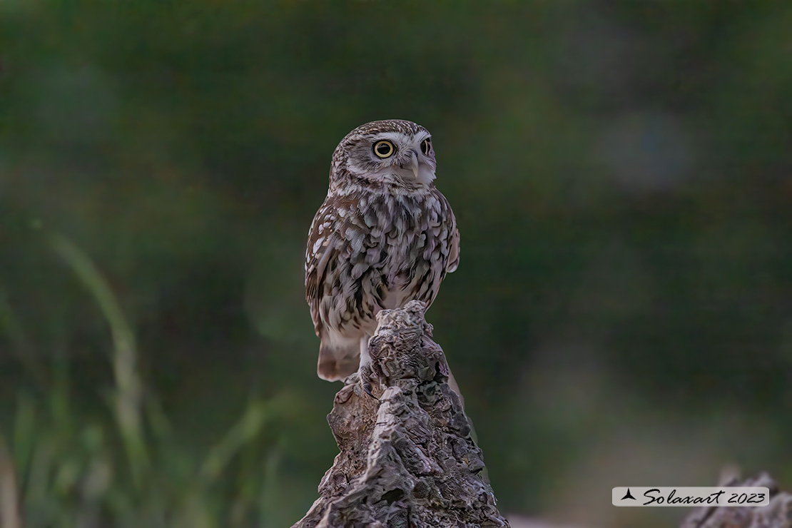 Athene noctua: Civetta - Little Owl