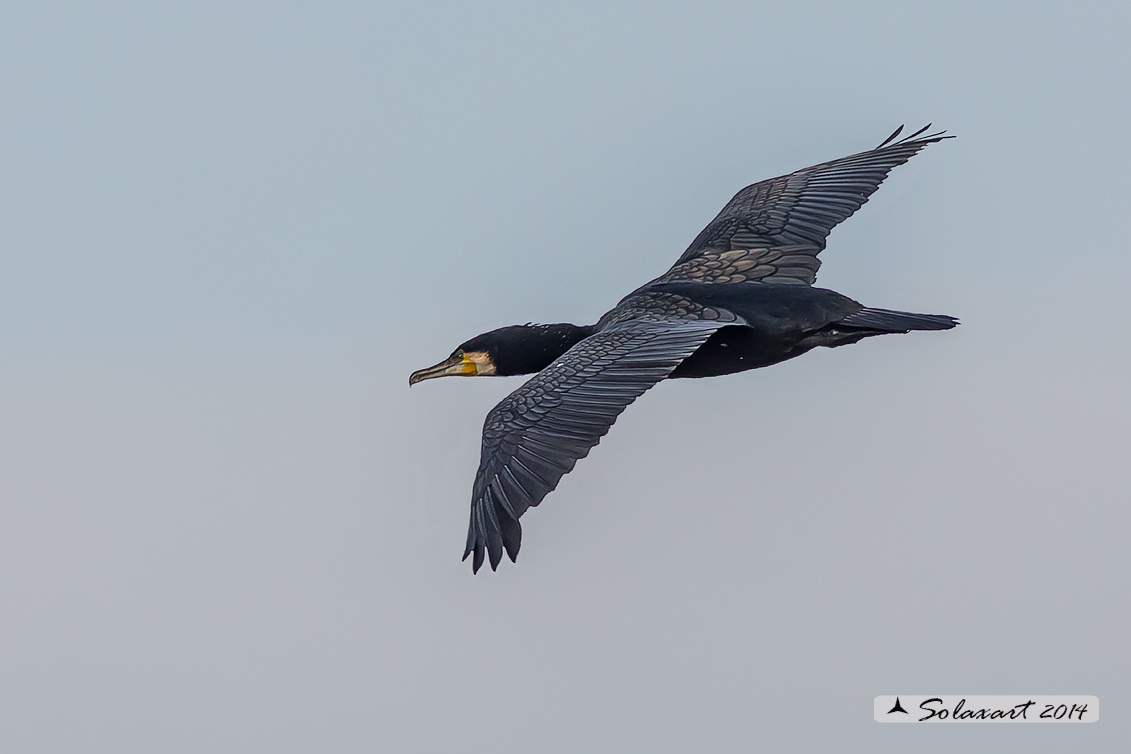 Phalacrocorax carbo - Cormorano - Great Cormorant