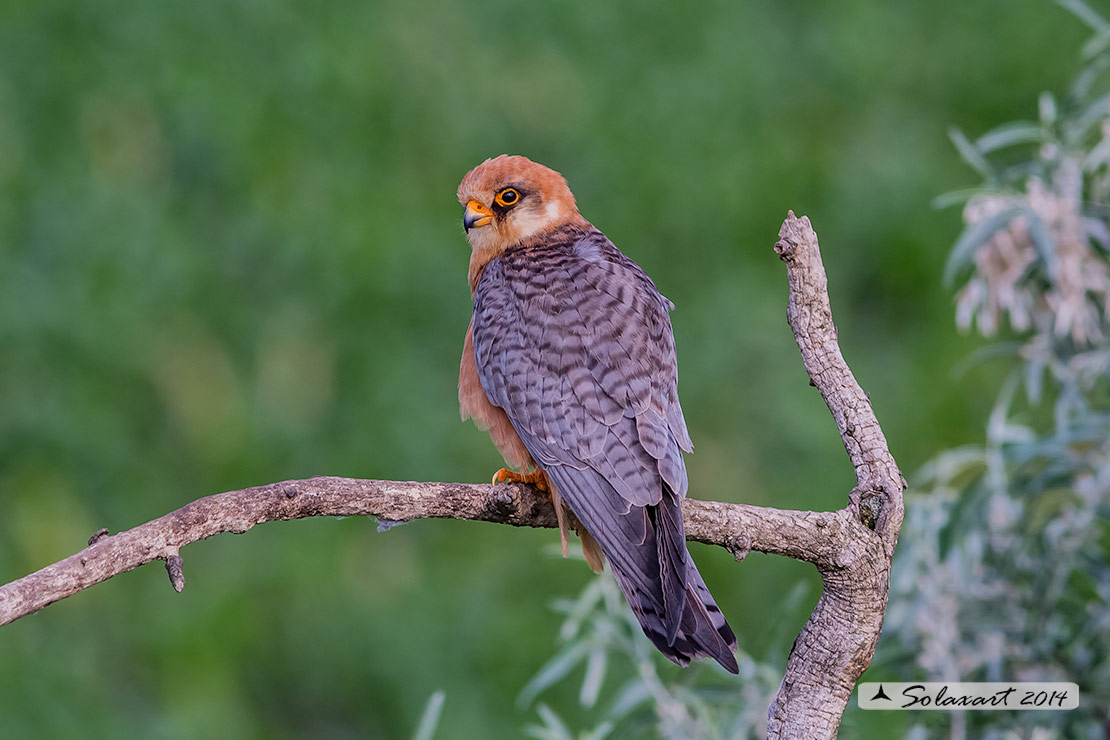 Falco vespertinus: Falco cuculo (femmina); Red-footed falcon (female)