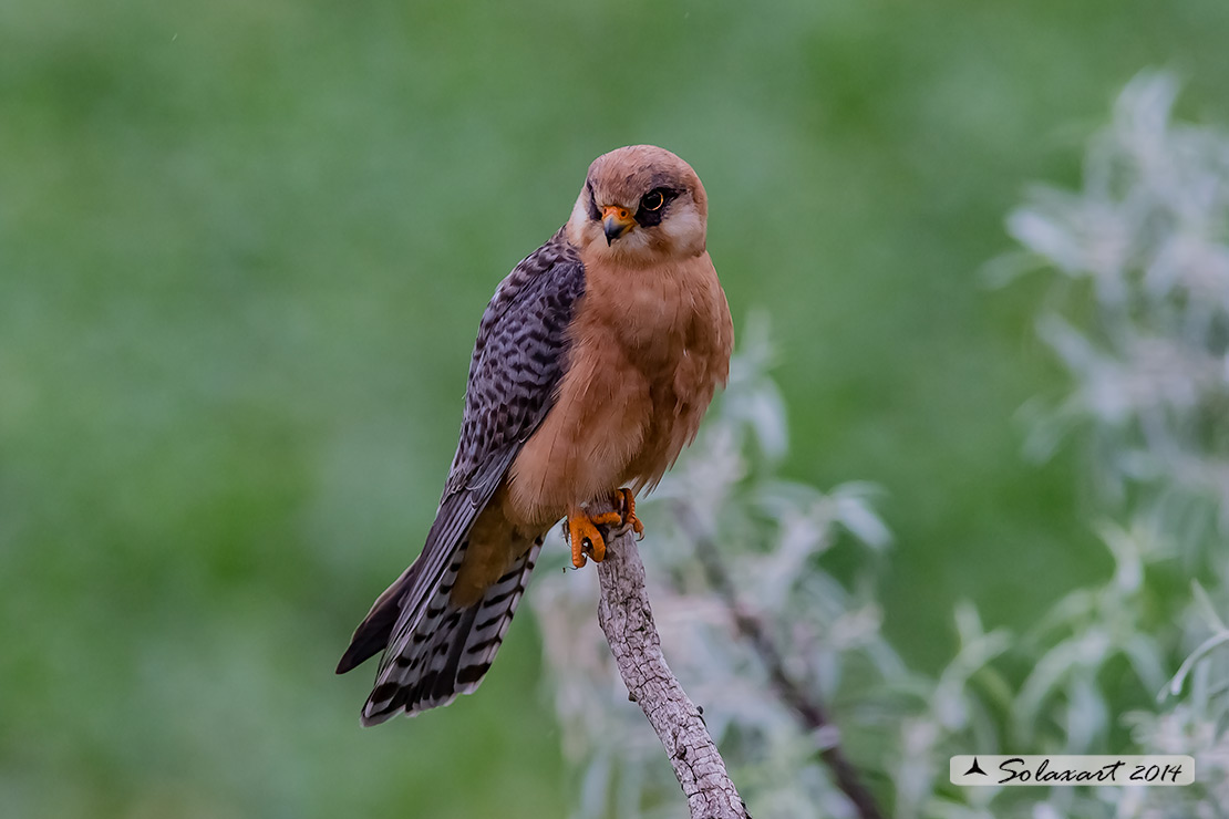 Falco vespertinus: Falco cuculo (femmina); Red-footed falcon (female)