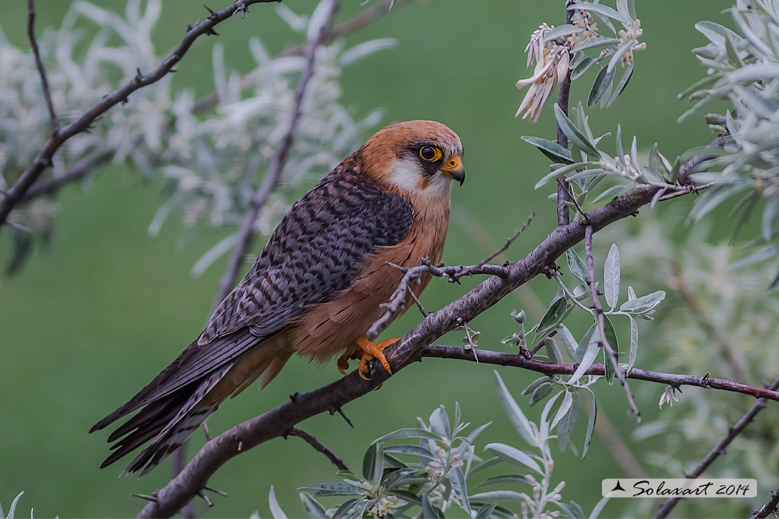 Falco vespertinus: Falco cuculo (femmina); Red-footed falcon (female)