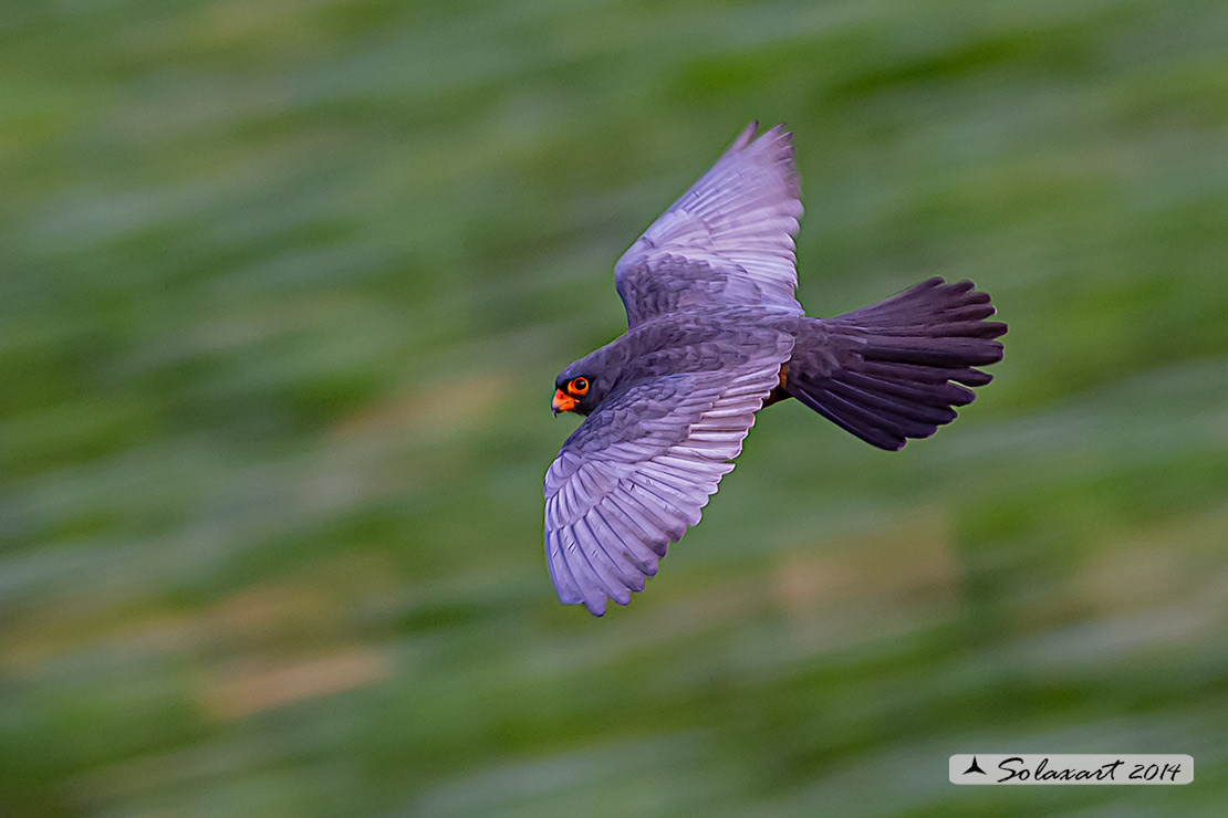 Falco vespertinus: Falco cuculo (maschio); Red-footed falcon (male)