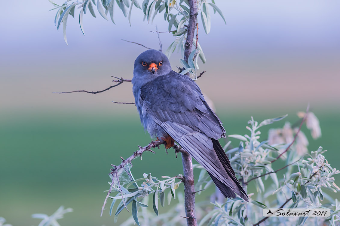 Falco vespertinus: Falco cuculo (maschio); Red-footed falcon (male)