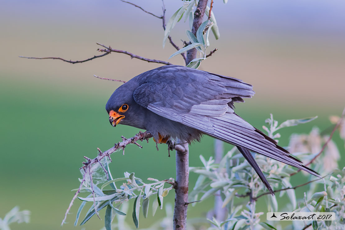 Falco vespertinus: Falco cuculo (maschio); Red-footed falcon (male)