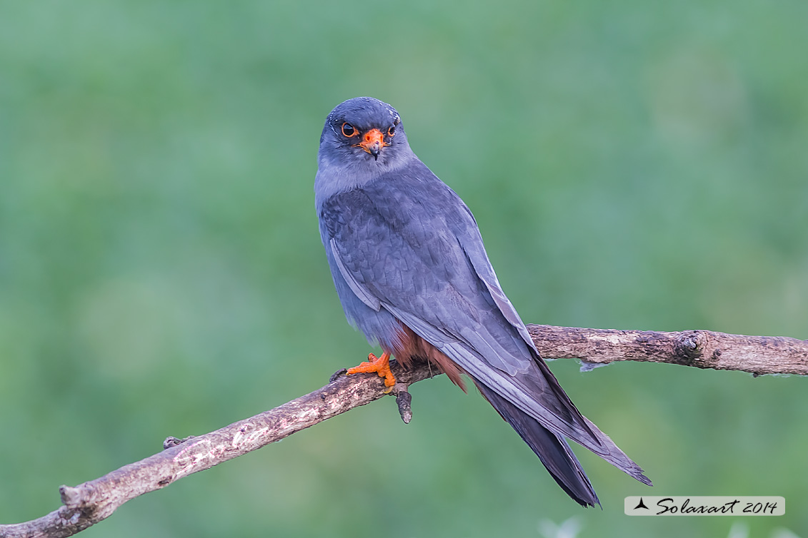 Falco vespertinus: Falco cuculo (maschio); Red-footed falcon (male)