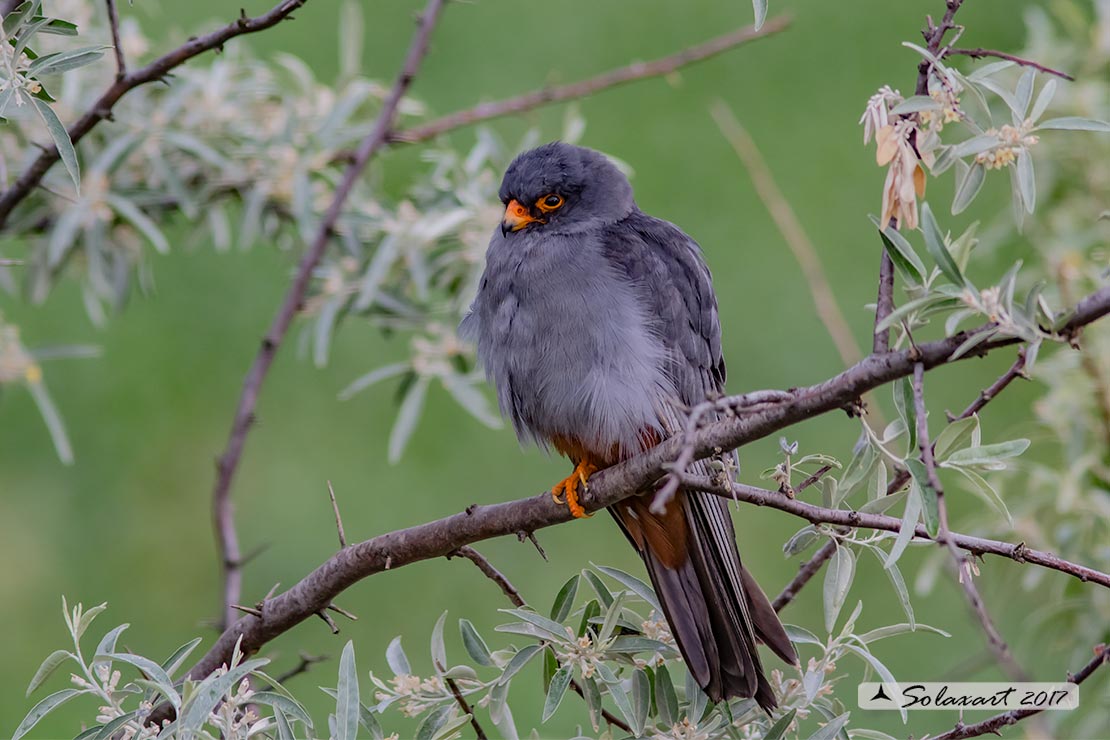 Falco vespertinus: Falco cuculo (maschio); Red-footed falcon (male)