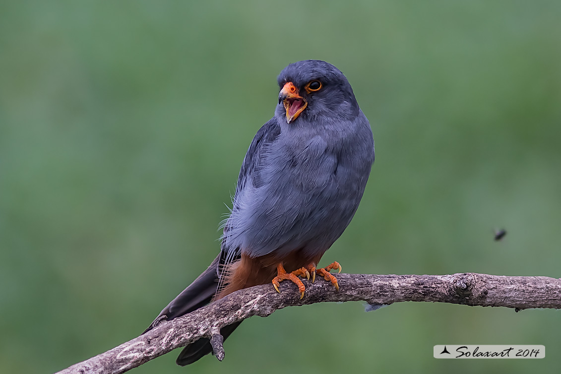 Falco vespertinus: Falco cuculo (maschio); Red-footed falcon (male)