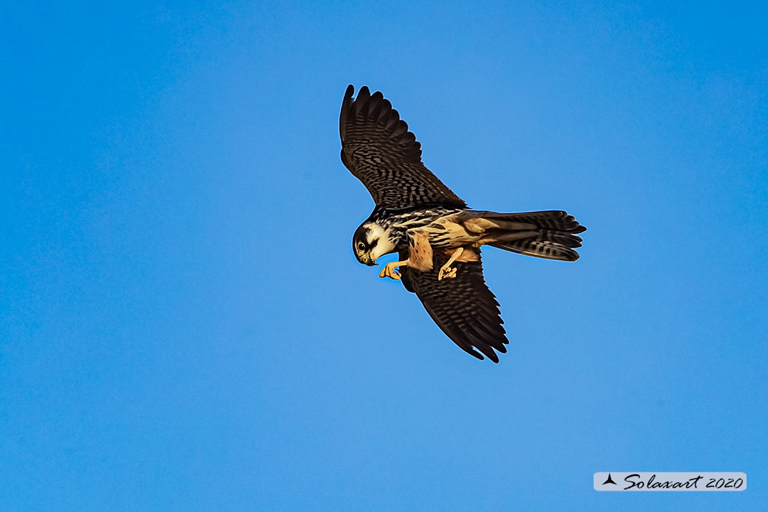 Lodolaio -  Falco subbuteo - Eurasian Hobby