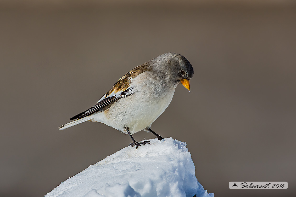 Montifringilla nivalis:  Fringuello alpino (femmina) ;  White-winged Snowfinch (female)
