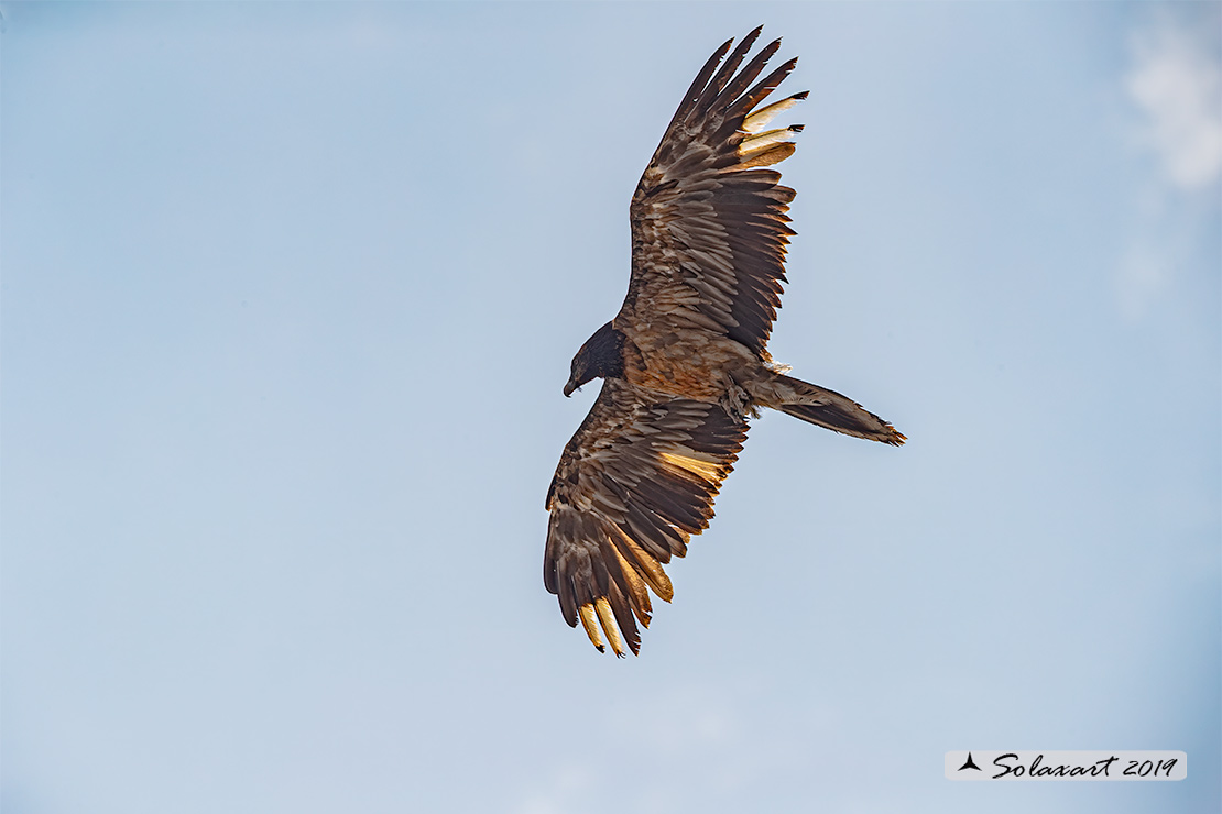 Gypaetus barbatus - Gipeto - Bearded vulture