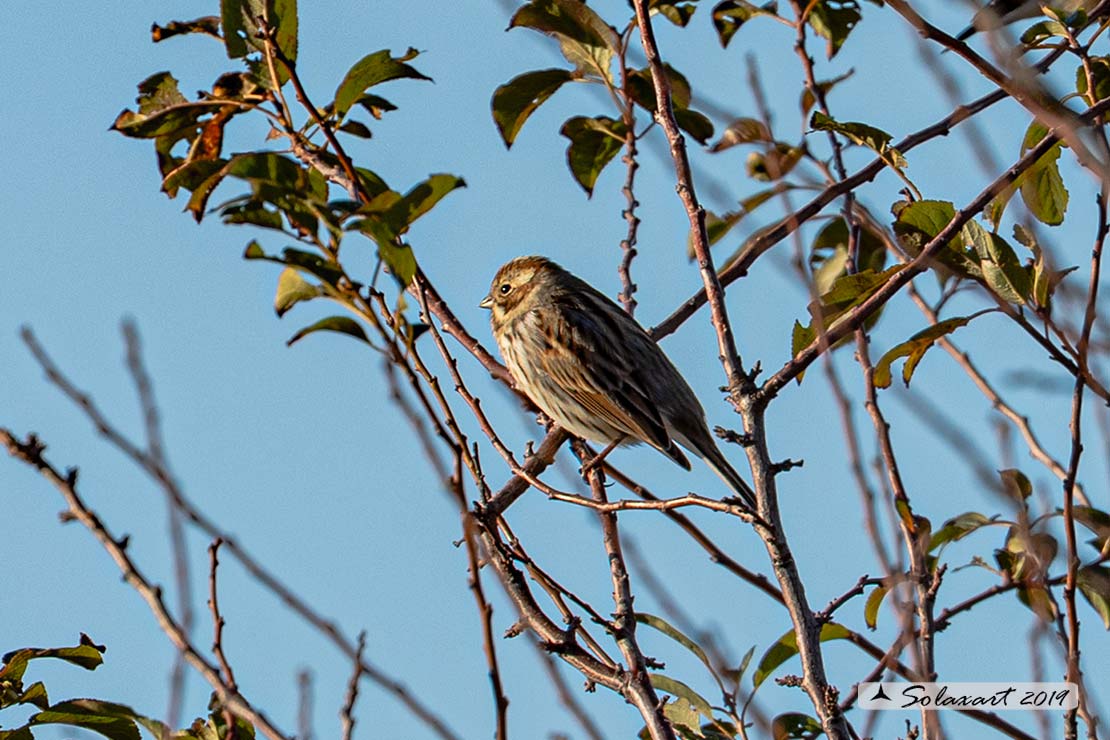 Emberiza schoeniclus; Migliarino di palude (femmina); Common reed bunting (female)