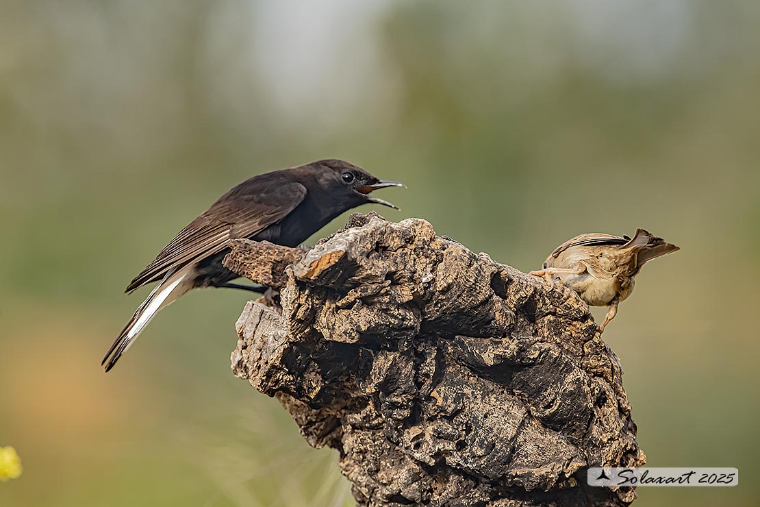 Oenanthe leucura; Monachella nera (femmina); Black Wheatear (female)