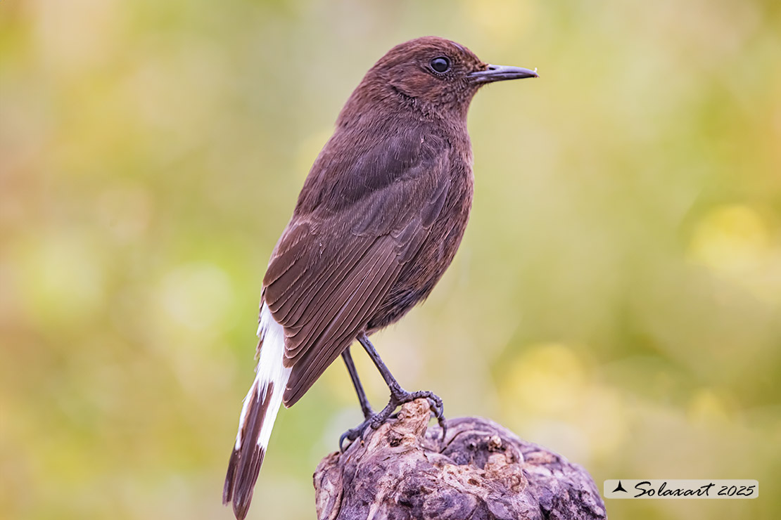 Oenanthe leucura; Monachella nera (femmina); Black Wheatear (female)