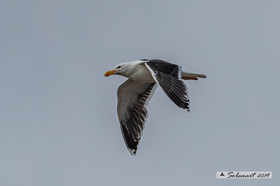 Larus marinus: Mugnaiaccio; Great black-backed gull