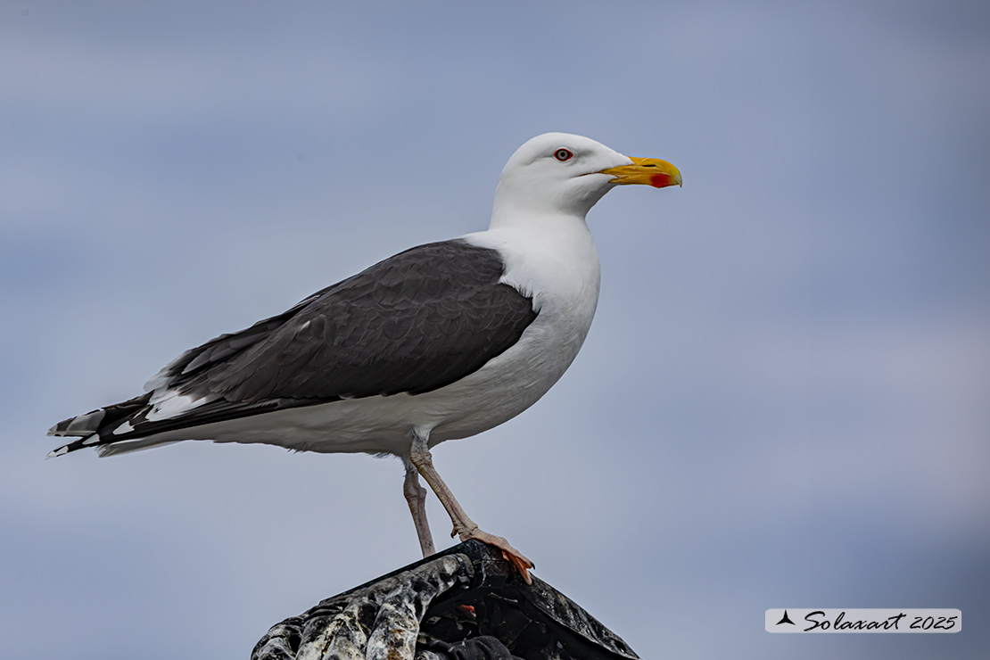 Larus marinus: Mugnaiaccio; Great black-backed gull