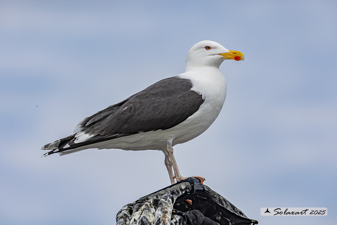 Larus marinus: Mugnaiaccio; Great black-backed gull