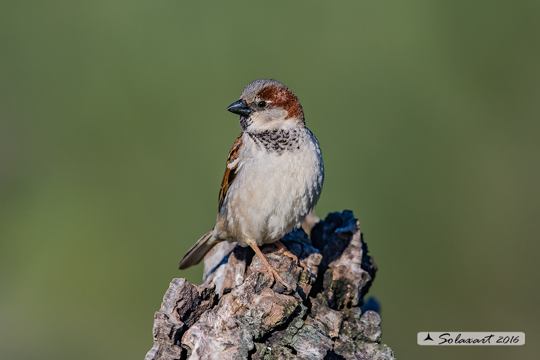 Passer domesticus - Passera europea - House sparrow