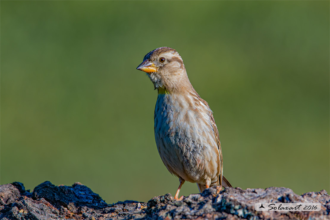 Petronia petronia: Passera lagia; Rock sparrow