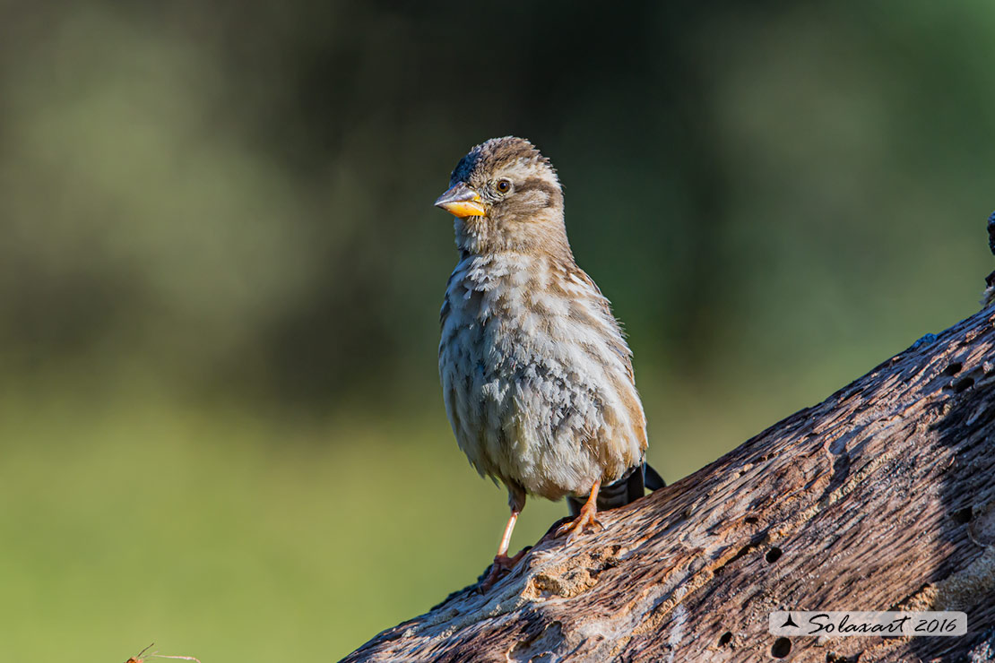 Petronia petronia: Passera lagia; Rock sparrow