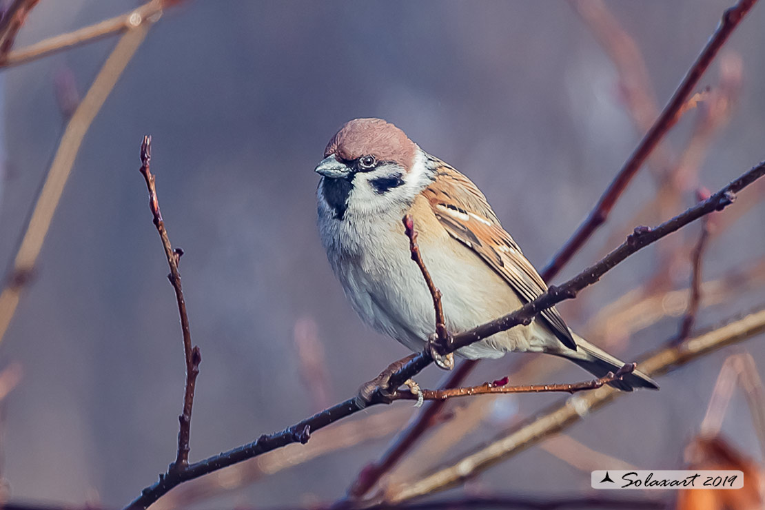 Passer montanus: Passera mattugia (maschio); Eurasian tree sparrow (male)