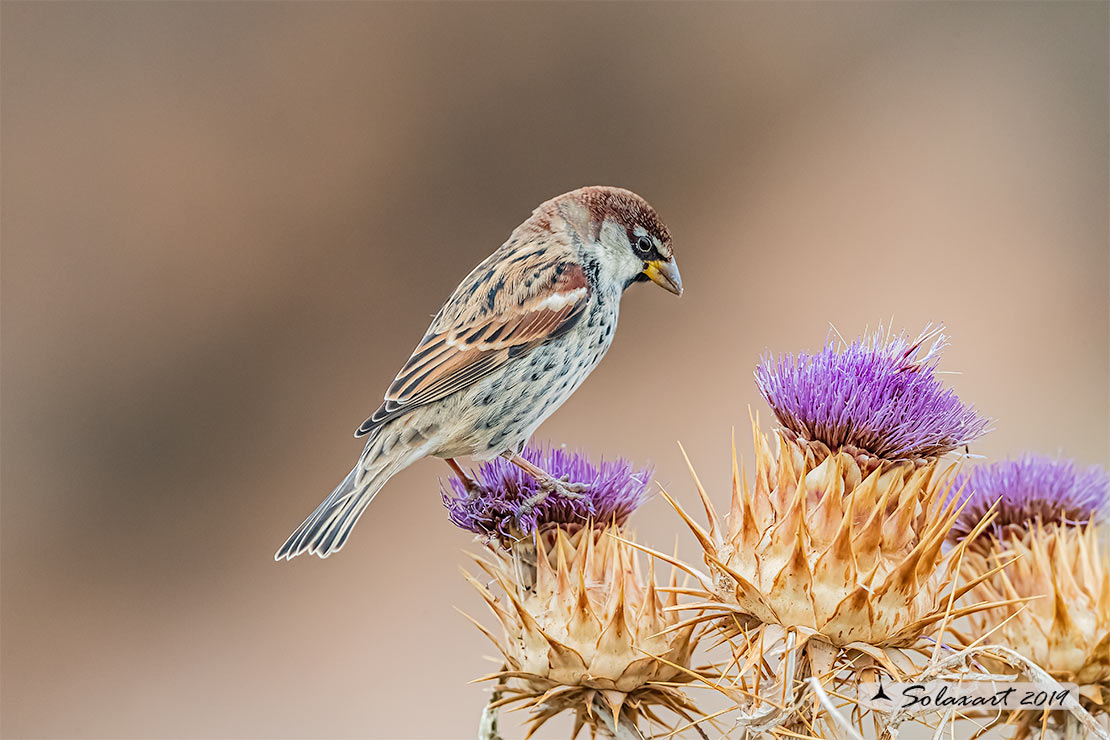 Passer hispaniolensis - Passera sarda - Spanish Sparrow