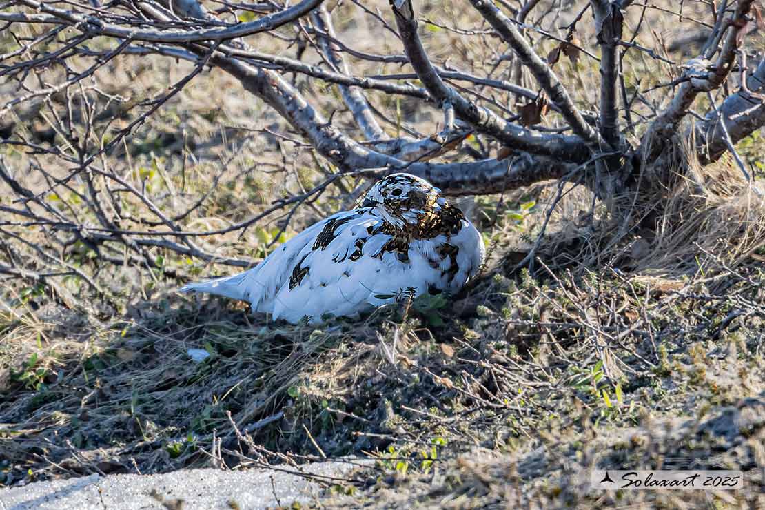 Lagopus muta: Pernice bianca; Rock ptarmigan