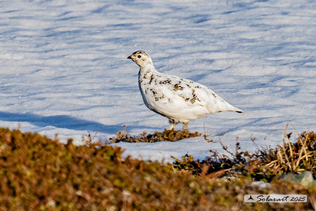 Lagopus muta: Pernice bianca; Rock ptarmigan
