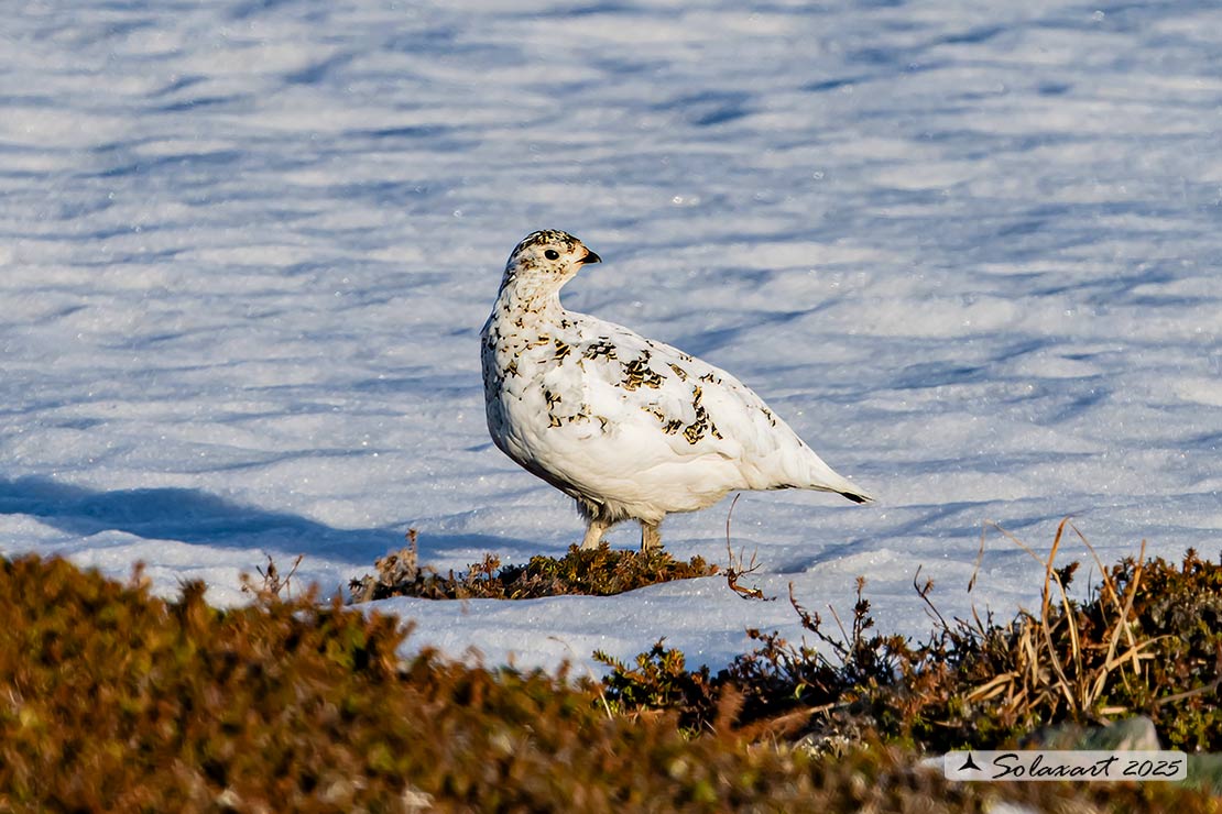 Lagopus muta: Pernice bianca; Rock ptarmigan