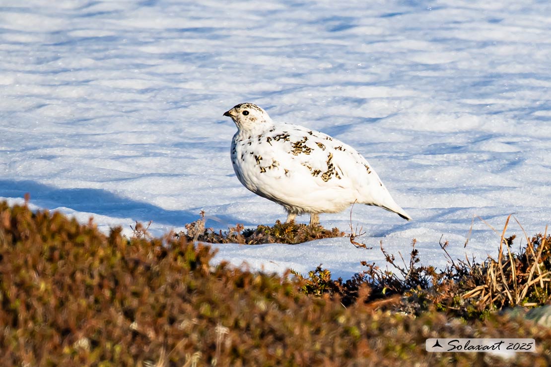 Lagopus muta: Pernice bianca; Rock ptarmigan