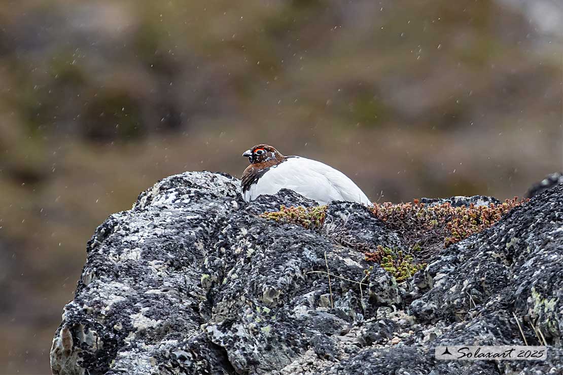 Lagopus muta: Pernice bianca; Rock ptarmigan