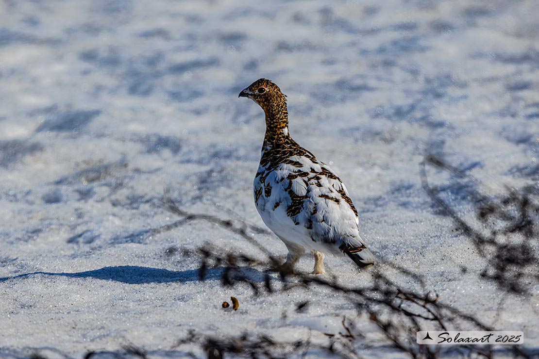 Lagopus lagopus - Pernice bianca nordica - Willow Grouse