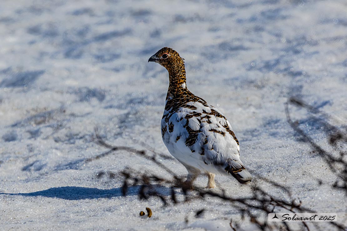 Lagopus lagopus - Pernice bianca nordica - Willow Grouse