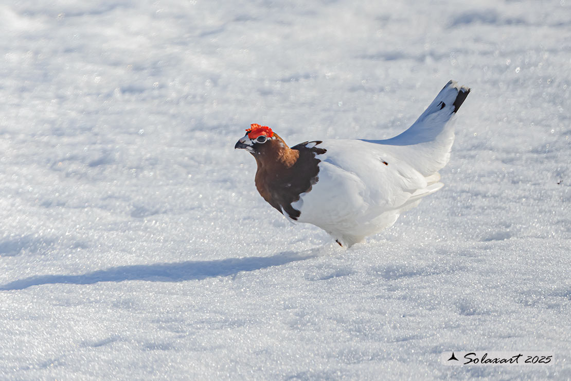 Lagopus lagopus - Pernice bianca nordica - Willow Grouse