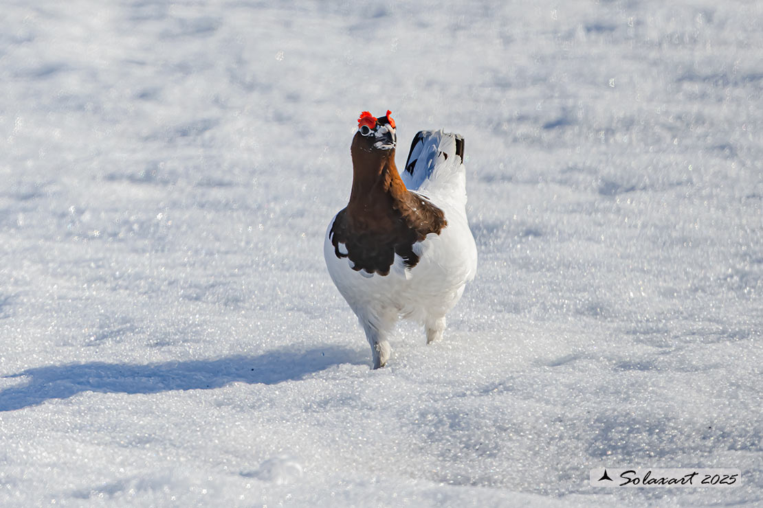 Lagopus lagopus - Pernice bianca nordica - Willow Grouse